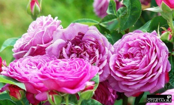 popínavé růže kvetoucí celé léto dlouhé odrůdy zimovzdorné květiny