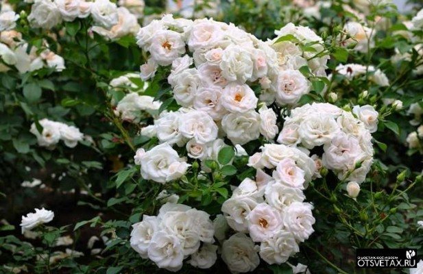 popínavé růže rozkvétající celé léto odolné vůči zimním odrůdám koupit