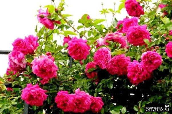 popínavé růže rozkvétající celé léto odolné vůči zimním odrůdám koupit