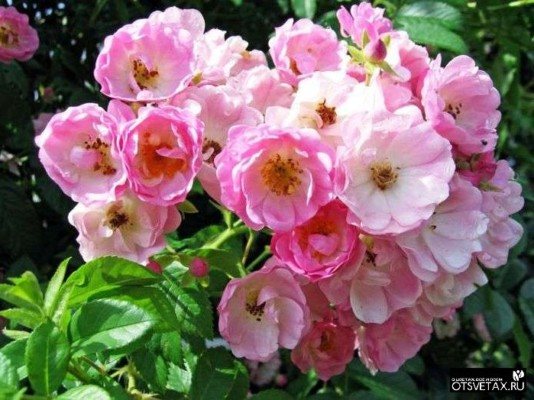 trandafiri cățărători înfloriți toată vara soiurile rezistente la iarnă cumpără