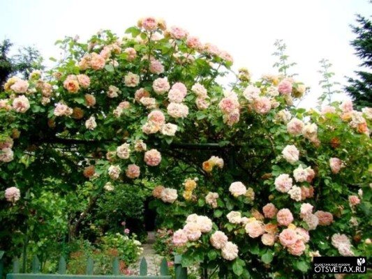 popínavé růže rozkvétající celé léto, zimní, odolné odrůdy ne pichlavé