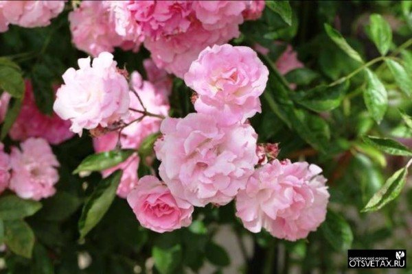 memanjat bunga ros menanam dan meninggalkan keratan