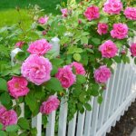 Climbing roses by the fence