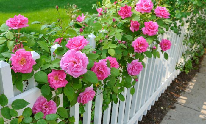 Катерене на рози край оградата