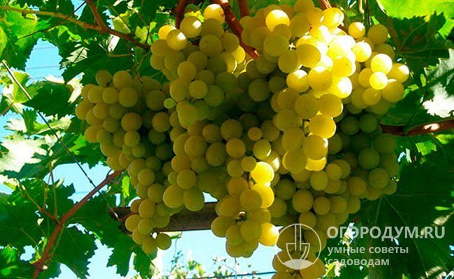 "Pleven" (pictured) is a grape variety used as one of the parental forms