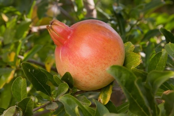 Ovoce z granátového jablka