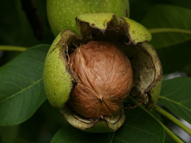 Fruit de noix