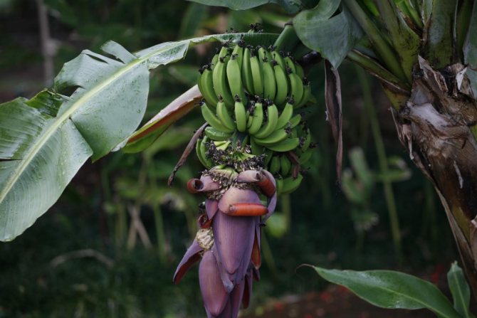 Vild bananfrukt och blomma