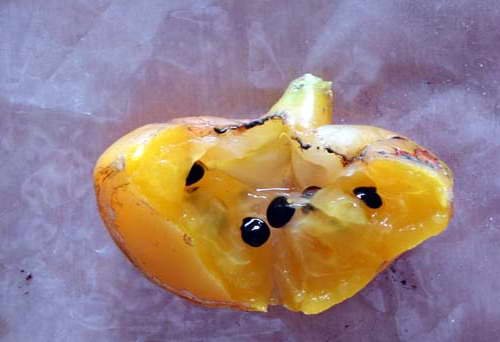 Fructe și semințe de fotografie pereskii