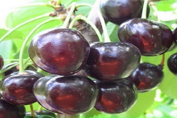 fruiting in cherry
