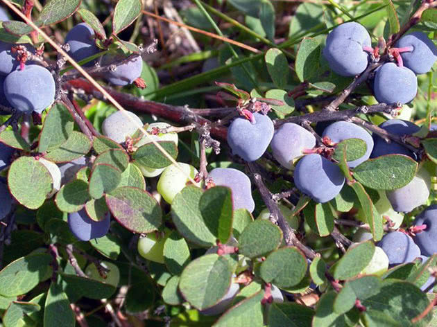 Blueberry taman berbuah