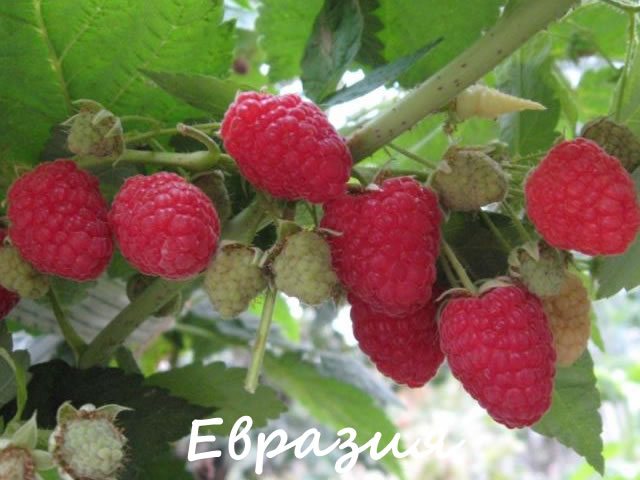 Fruiting branch of raspberry grade Eurasia