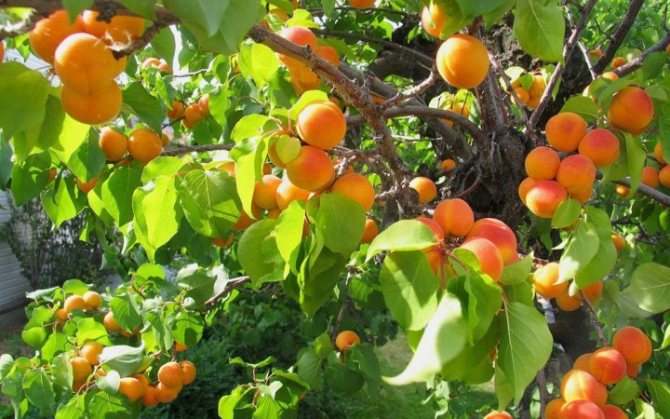 Fruit-bearing apricot tree, planted from seed