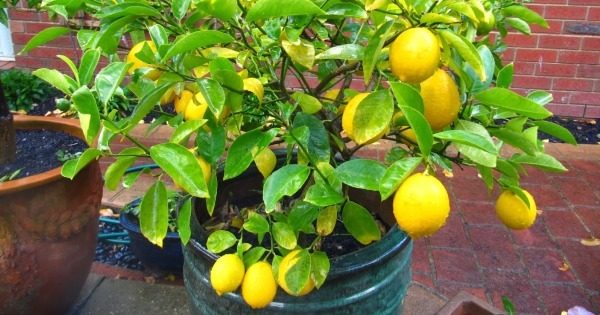 Плододаващо лимоново дърво.