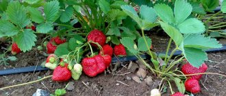 Плодоносни ягодови храсти кралица Елизабет-2