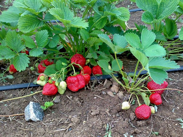 Fruit-bearing strawberry bushes Queen Elizabeth-2