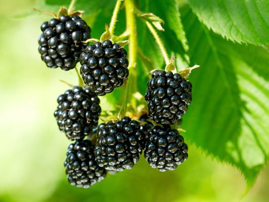 Gumpalan buah Blackberry