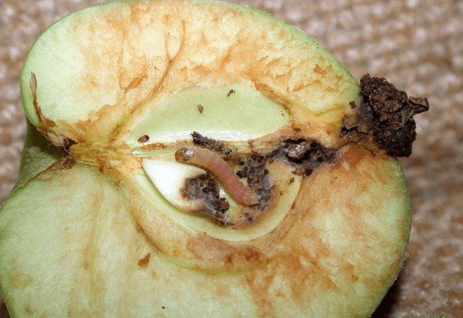 Fruit moth on an apple