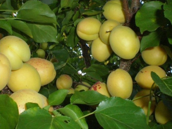 Aprikosfrukter av sorten Ananas