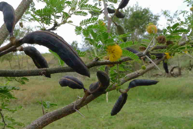 Acacia fruits