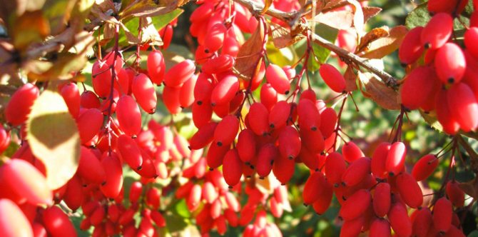 the fruit of the barberry on the tree