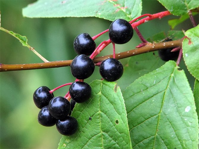 Common bird cherry fruits