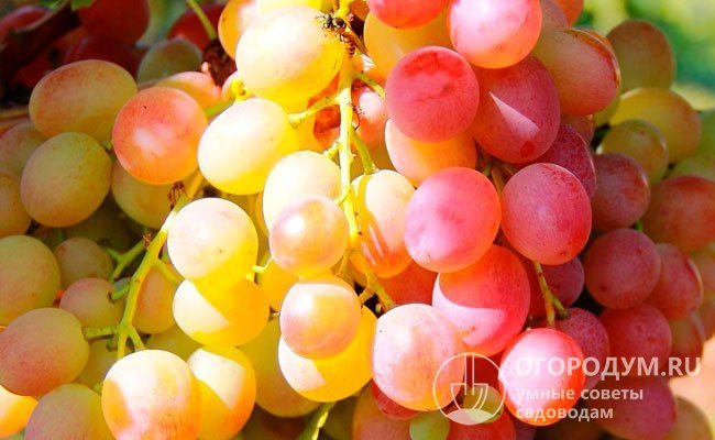 Десертни плодове (универсални) - чудесни за прясна консумация, от тях се правят конфитюри, конфитюри, компоти, сокове, стафиди