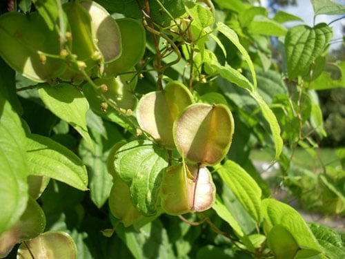 Dioscorea fruits