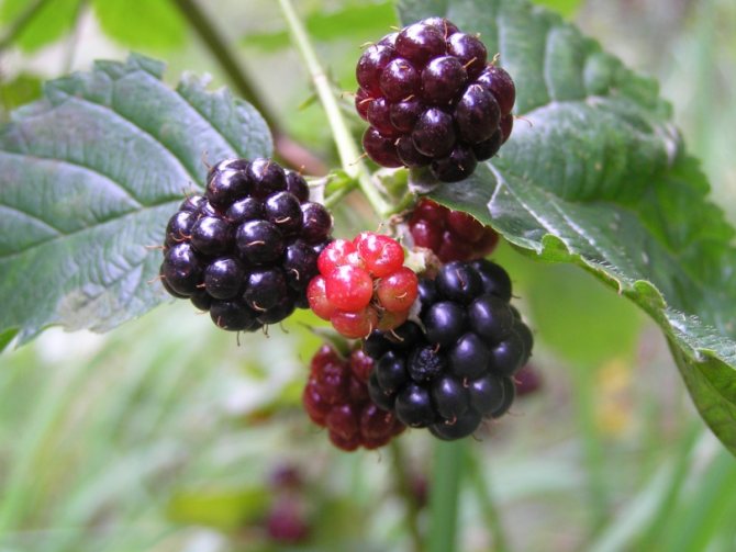 Blackberry frukt