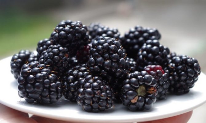 Blackberry frukt