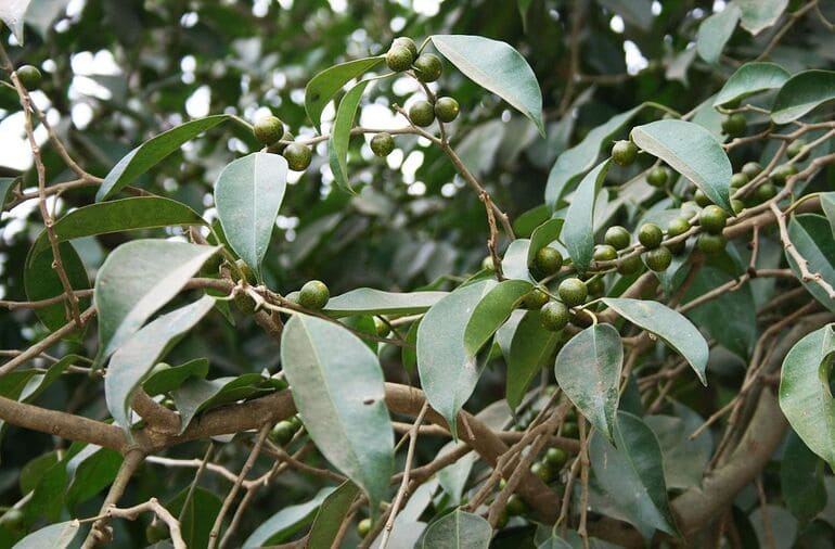 Ficus benjamin fruits in the wild