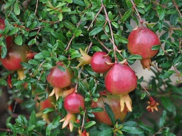 Pomegranate fruits are very useful
