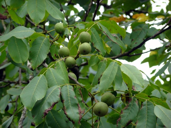 Walnut fruit