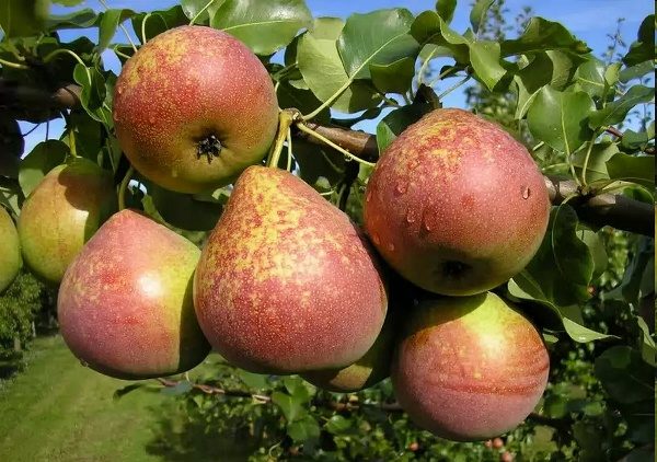Marmorpäronfrukter