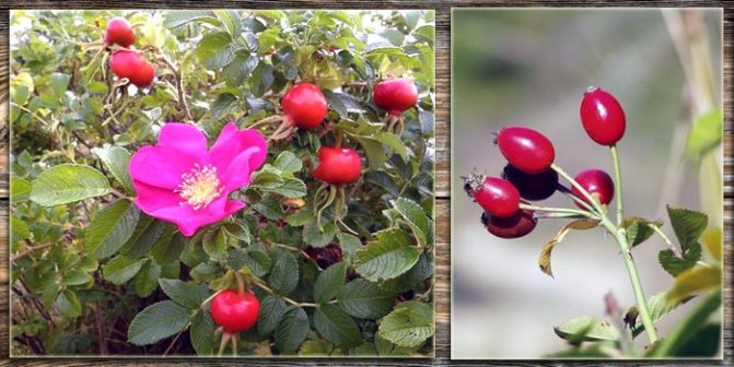 Rosehip fruits and flowers