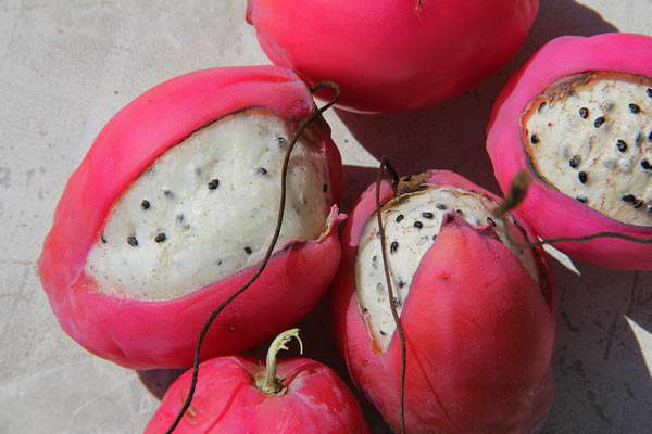 Peruanskt cereusfrukter och fröfoto