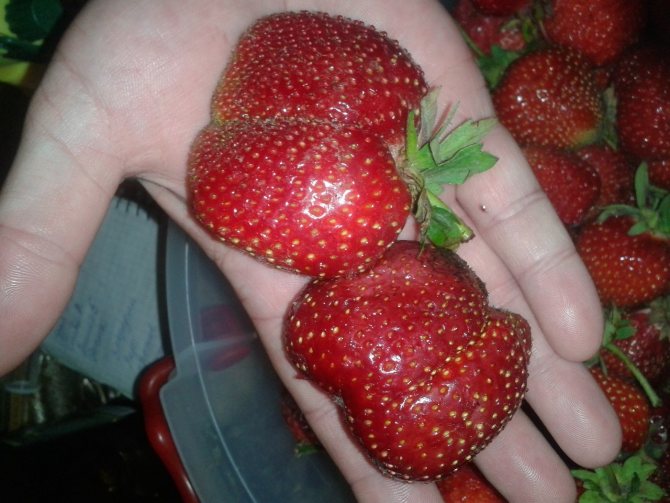 Strawberry Fruit Marmalade