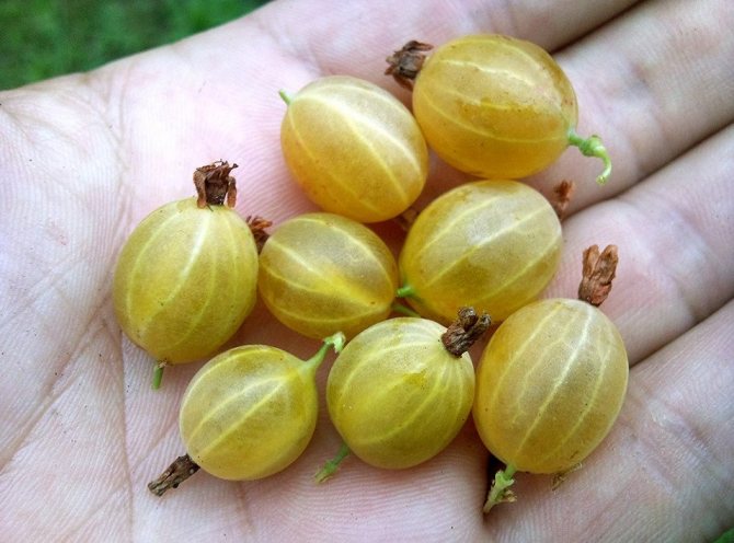 Плодове от цариградско грозде Curšu Dzintars