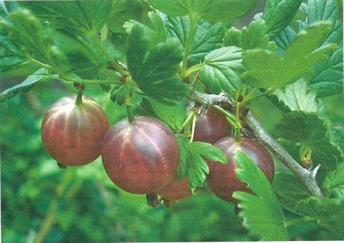 Плодовете на цариградско грозде са узрели