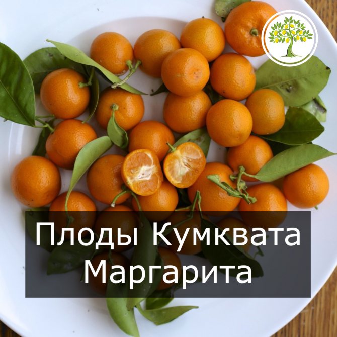 Kumquat margarita fructe