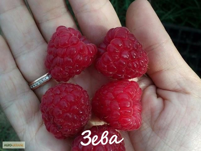 Raspberry zeva variety in the palm of your hand