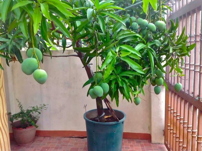 Mangofrukt på träd