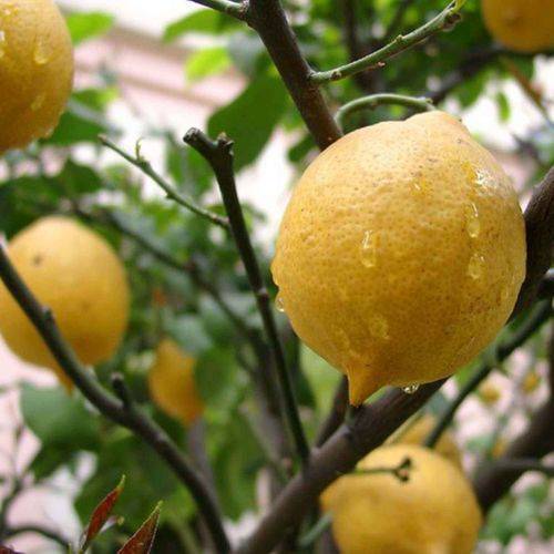 Fruit on lemon