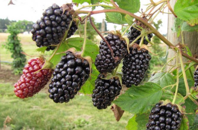 Inayos ang mga prutas na blackberry
