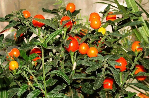 Solanum Früchte
