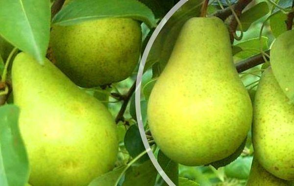 Fructele soiului Pervomayskaya pot dura până la 8 luni.