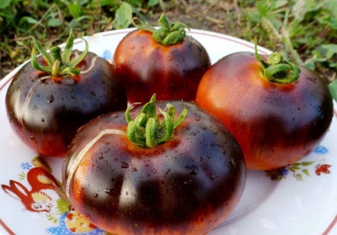 Plody rajčat Krymská černá