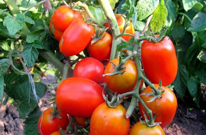 Tomatfrukt nybörjare