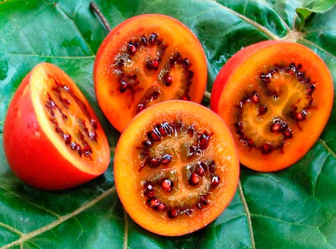 fruit de l'arbre de la tomate