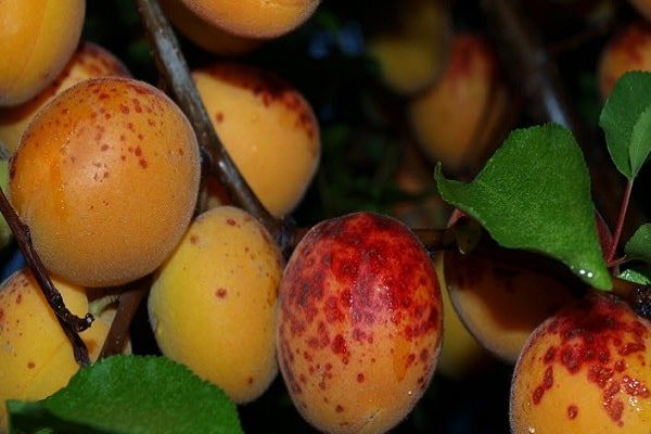 ovoce obarvené